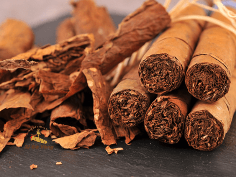 Môi trường sống có mối liên hệ chặt chẽ với độ ẩm của xì gà